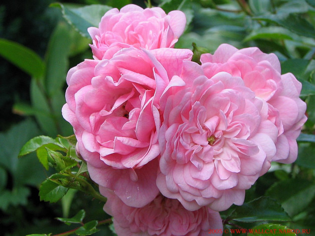 Обои картинки фото цветы, розы