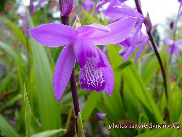 Обои картинки фото орхидея, цветы, орхидеи