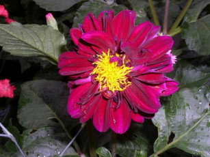 Картинка цветы георгины