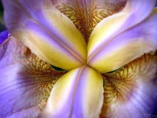 обоя цветы, ирисы