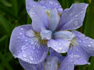 Картинка цветы ирисы