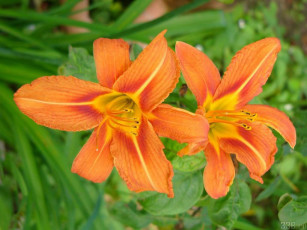 Картинка цветы лилии лилейники