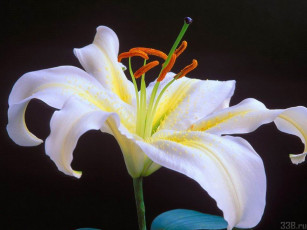 Картинка цветы лилии лилейники