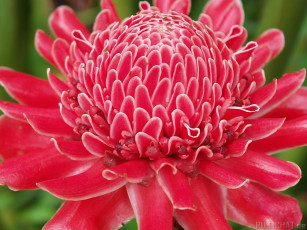 Картинка цветы протея