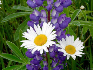 Картинка цветы разные вместе