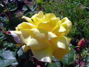 Картинка цветы розы