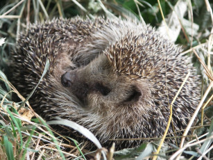 Картинка животные ежи