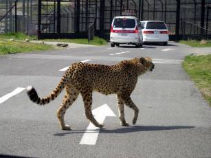 Картинка животные гепарды
