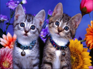 Картинка животные коты