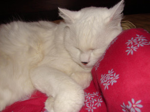 Картинка животные коты