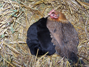 Картинка животные куры петухи