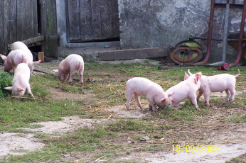 Картинка животные свиньи кабаны