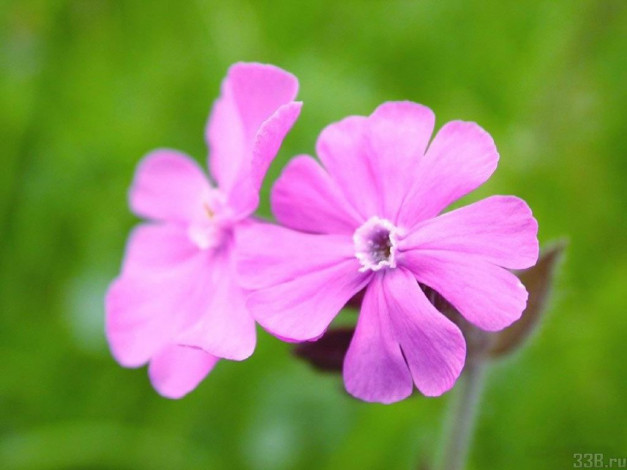 Обои картинки фото цветы, флоксы