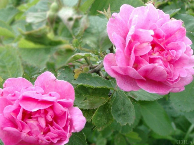 Обои картинки фото цветы, розы