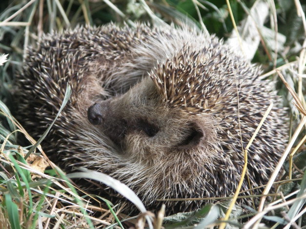 Обои картинки фото животные, ежи