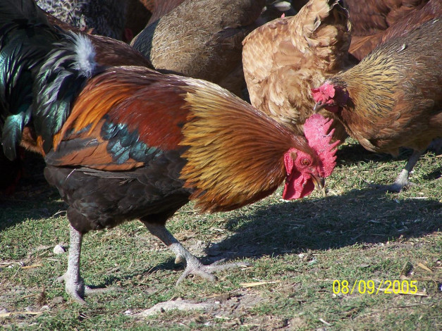 Обои картинки фото животные, куры, петухи