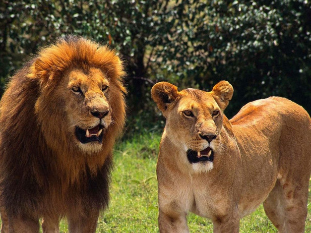 Обои картинки фото животные, львы
