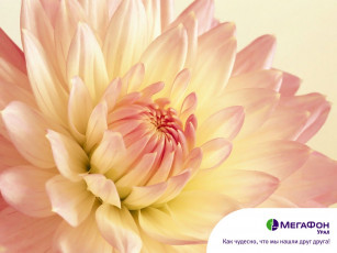 Картинка бренды мегафон