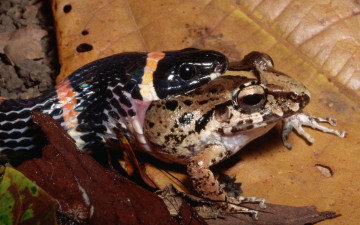 Картинка животные разные вместе