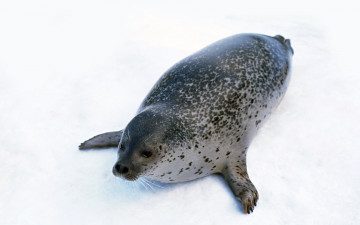 Картинка животные тюлени морские львы котики