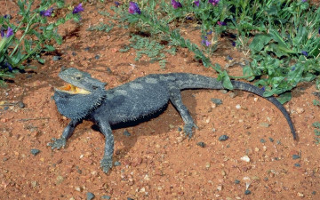 Картинка животные Ящерицы игуаны вараны