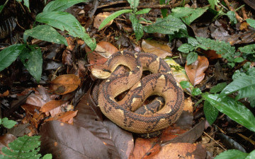 Картинка животные змеи питоны кобры