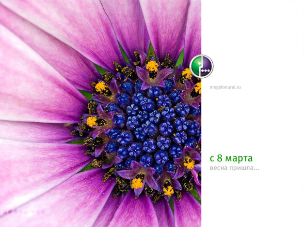 Обои картинки фото бренды, мегафон