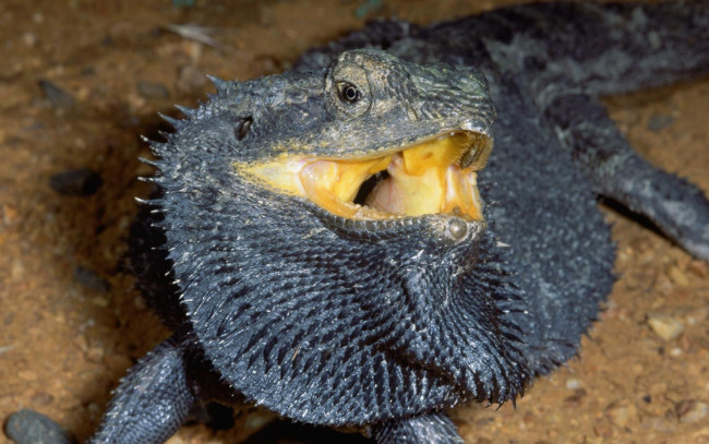 Обои картинки фото животные, Ящерицы, игуаны, вараны