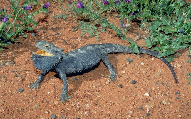 Обои картинки фото животные, Ящерицы, игуаны, вараны