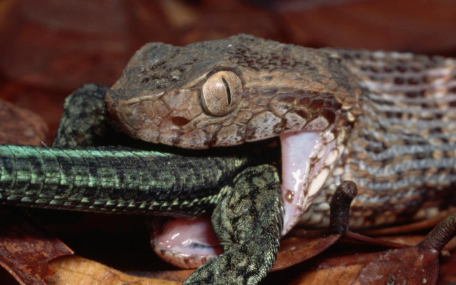 Обои картинки фото животные, змеи, питоны, кобры