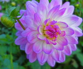 Картинка цветы георгины листья