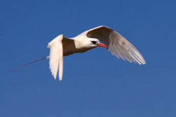 Картинка фаэтон животные птицы