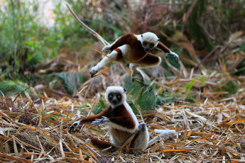 Картинка животные лемуры