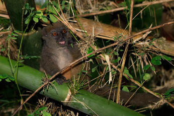 Картинка животные лемуры зверек бамбук