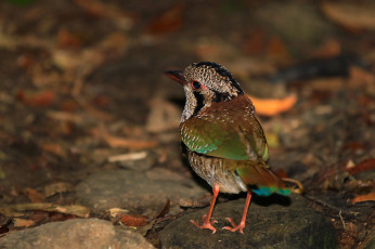 обоя животные, птицы, птичка, камни