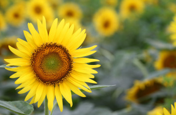 Картинка цветы подсолнухи лепестки