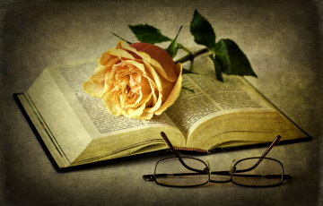 Картинка цветы розы