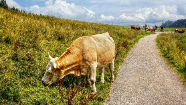 Обои картинки фото животные, коровы, буйволы