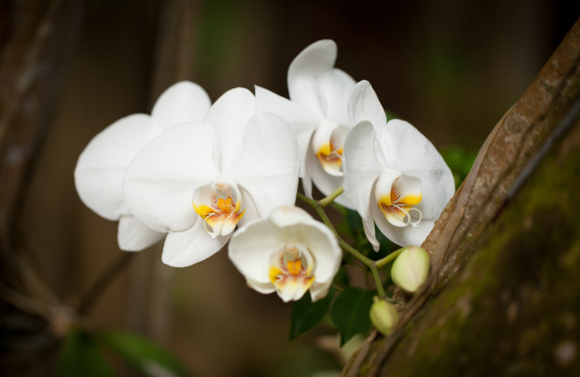 Обои картинки фото цветы, орхидеи