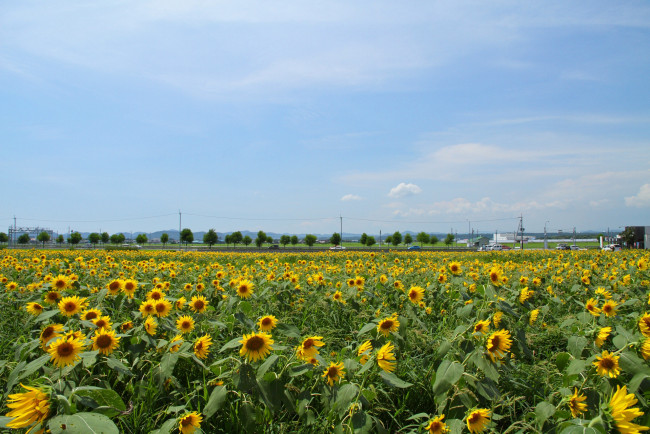 Обои картинки фото цветы, подсолнухи, поле