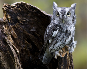 Картинка животные совы серый забавный