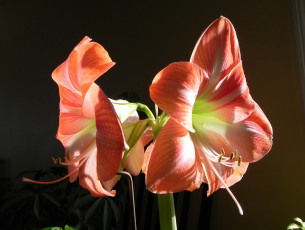 Картинка цветы амариллисы гиппеаструмы amaryllis