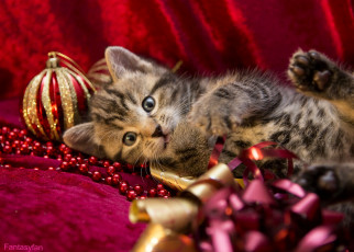 Картинка животные коты котенок праздник