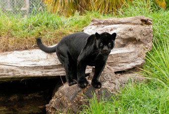 Картинка животные пантеры черный