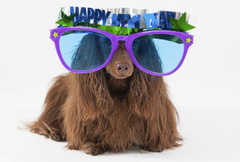 Картинка животные собаки очки шерсть