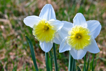 Картинка цветы нарциссы пара