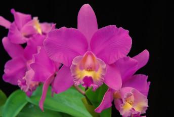 Картинка цветы орхидеи лиловый