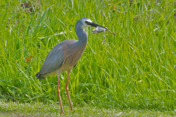 обоя животные, цапли, лягушка, трава
