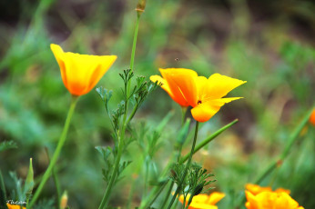 Картинка цветы эшшольция желтый