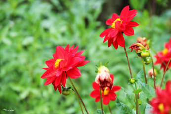 Картинка цветы георгины красный